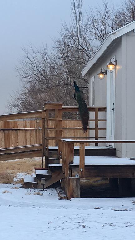 Shady Lady Bed And Breakfast Scottys Junction 외부 사진